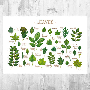 Leaves of North American Trees Field Guide Art Print