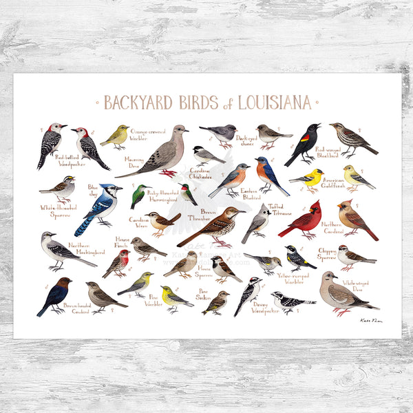Louisiana Backyard Birds Field Guide Art Print