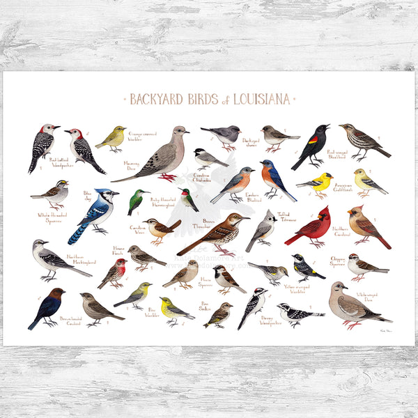 Louisiana Backyard Birds Field Guide Art Print
