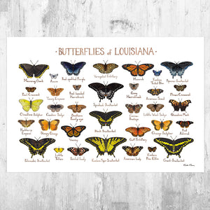 Louisiana Butterflies Field Guide Art Print