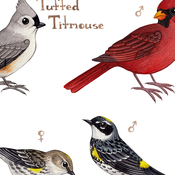 Louisiana Backyard Birds Field Guide Art Print