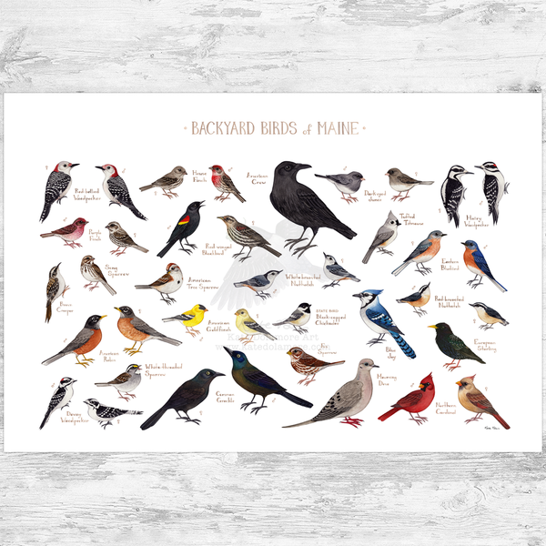 Maine Backyard Birds Field Guide Art Print
