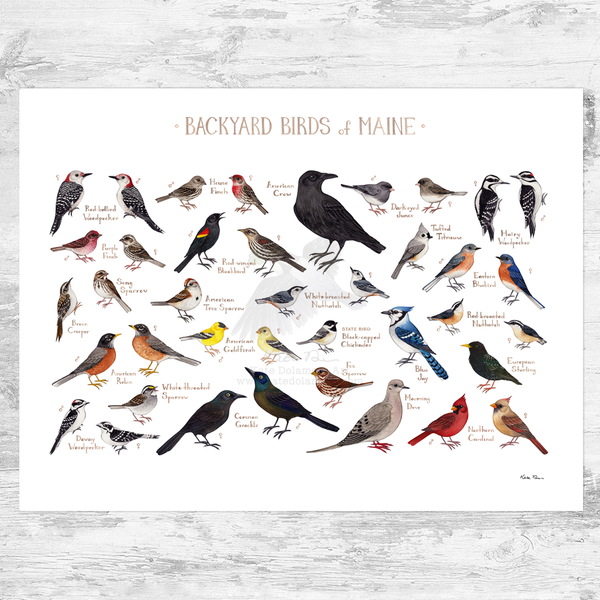 Maine Backyard Birds Field Guide Art Print