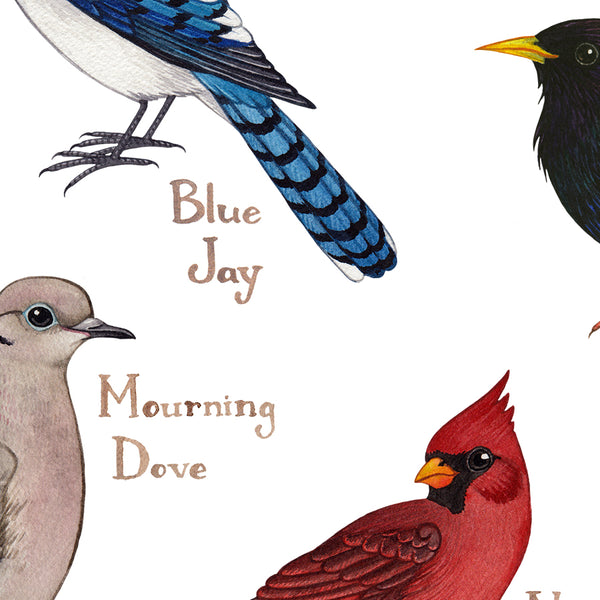 Maine Backyard Birds Field Guide Art Print