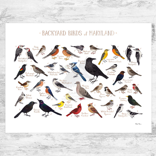 Maryland Backyard Birds Field Guide Art Print