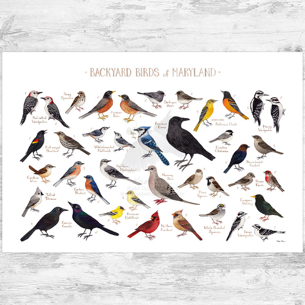 Maryland Backyard Birds Field Guide Art Print