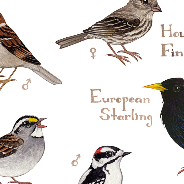 Maryland Backyard Birds Field Guide Art Print