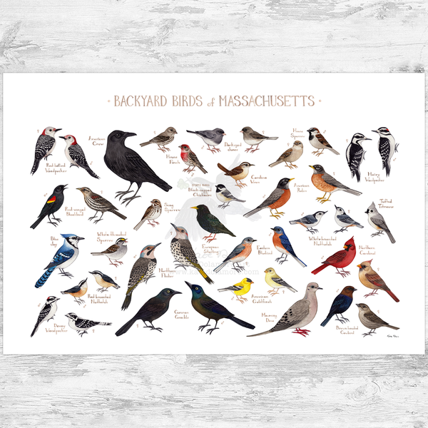 Massachusetts Backyard Birds Field Guide Art Print