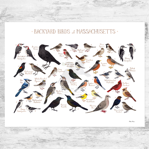 Massachusetts Backyard Birds Field Guide Art Print