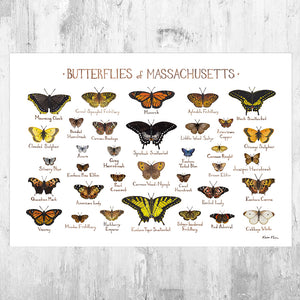 Massachusetts Butterflies Field Guide Art Print