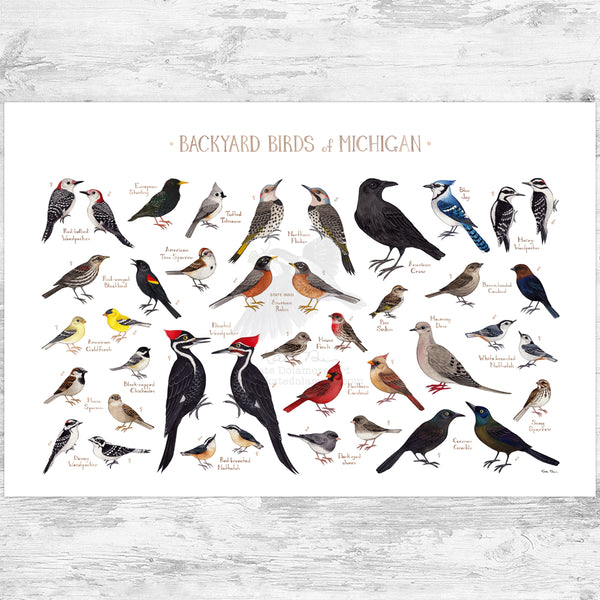 Michigan Backyard Birds Field Guide Art Print