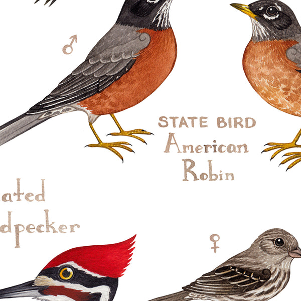 Michigan Backyard Birds Field Guide Art Print