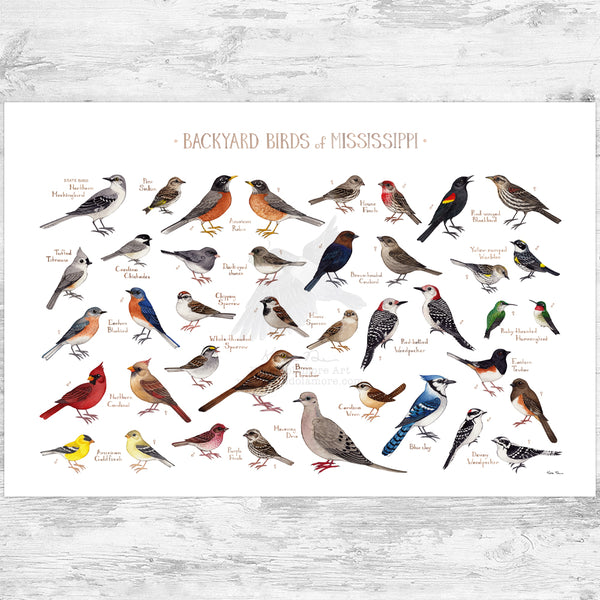 Mississippi Backyard Birds Field Guide Art Print