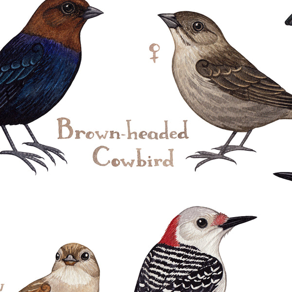 Mississippi Backyard Birds Field Guide Art Print
