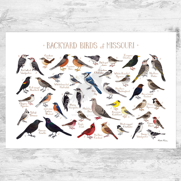 Missouri Backyard Birds Field Guide Art Print