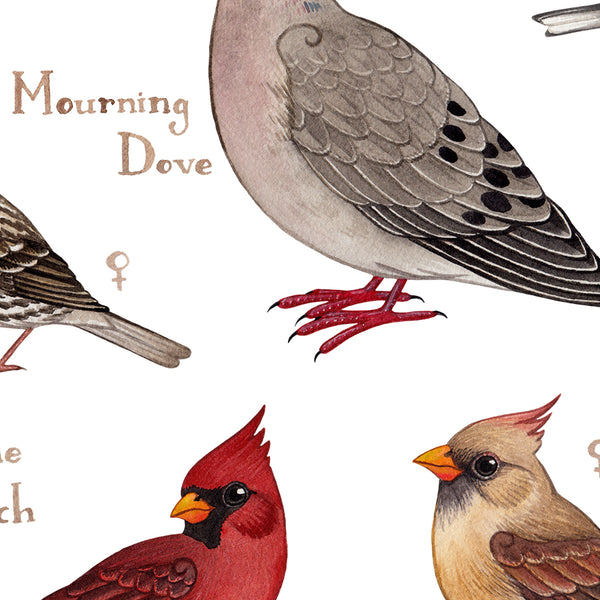 Missouri Backyard Birds Field Guide Art Print
