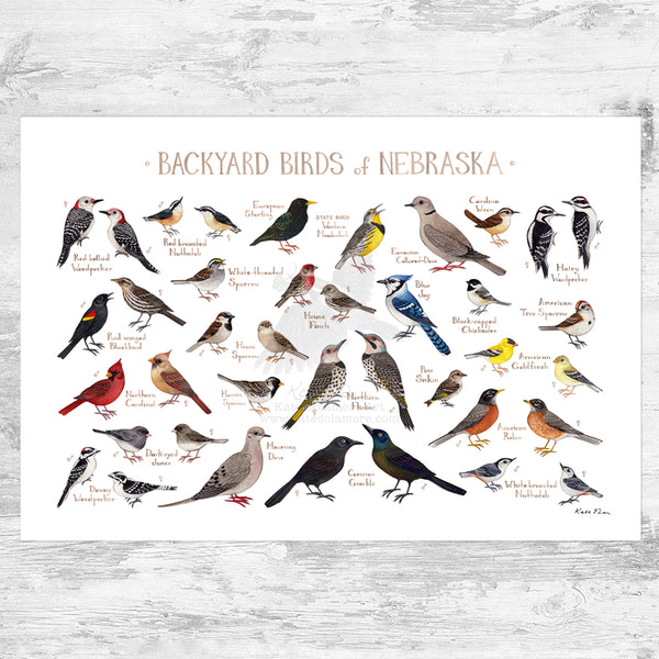 Nebraska Backyard Birds Field Guide Art Print