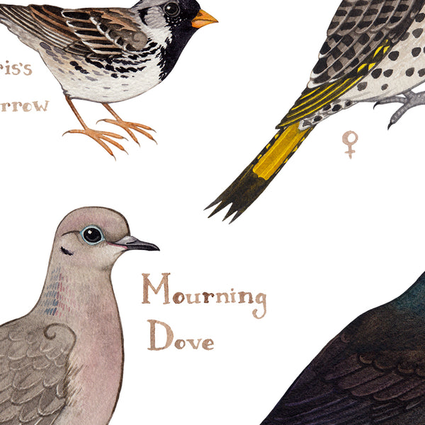 Nebraska Backyard Birds Field Guide Art Print