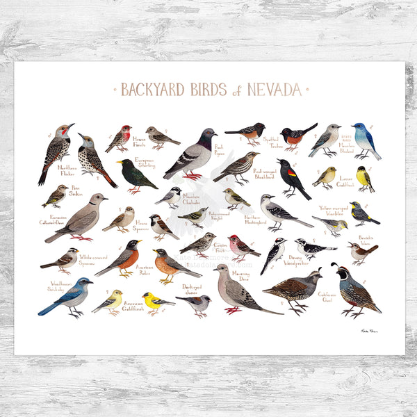 Nevada Backyard Birds Field Guide Art Print