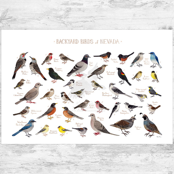 Nevada Backyard Birds Field Guide Art Print