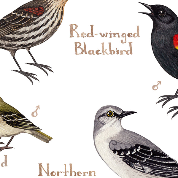 Nevada Backyard Birds Field Guide Art Print