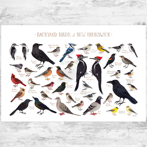 New Brunswick Backyard Birds Field Guide Art Print