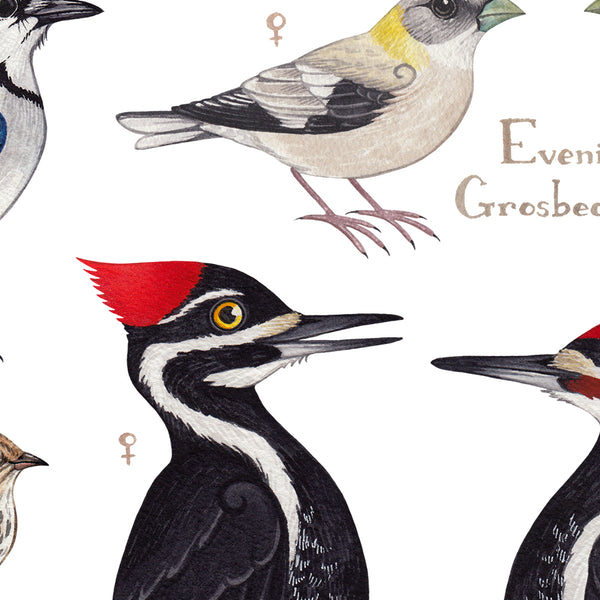 New Brunswick Backyard Birds Field Guide Art Print