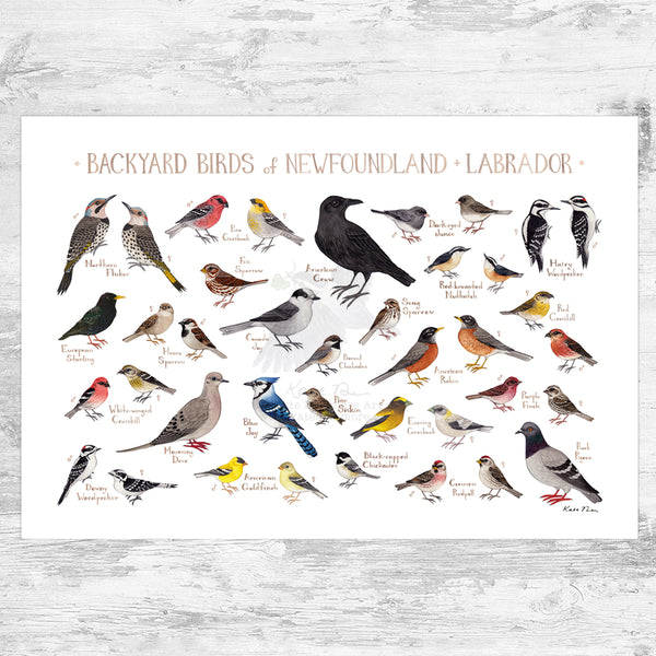 Newfoundland & Labrador Backyard Birds Field Guide Art Print