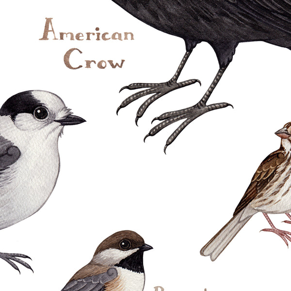 Newfoundland & Labrador Backyard Birds Field Guide Art Print