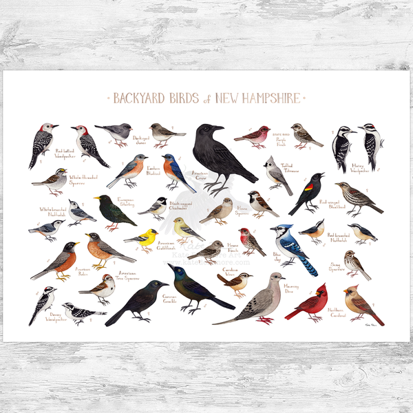New Hampshire Backyard Birds Field Guide Art Print