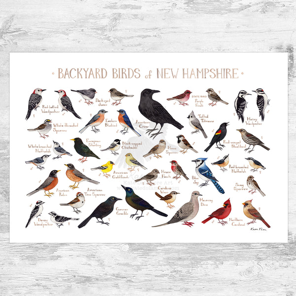 New Hampshire Backyard Birds Field Guide Art Print