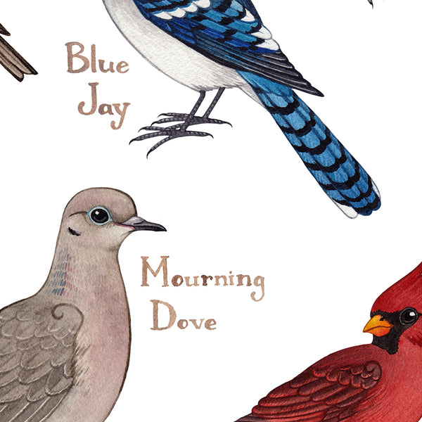 New Hampshire Backyard Birds Field Guide Art Print