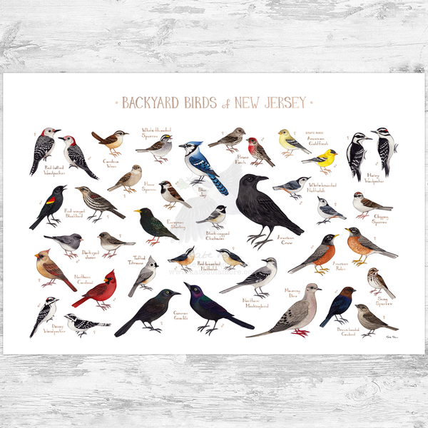New Jersey Backyard Birds Field Guide Art Print