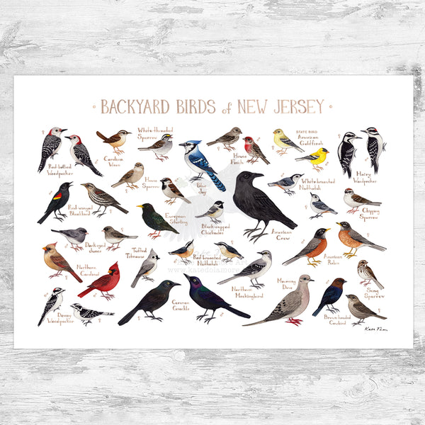 New Jersey Backyard Birds Field Guide Art Print
