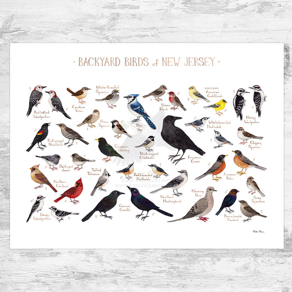 New Jersey Backyard Birds Field Guide Art Print