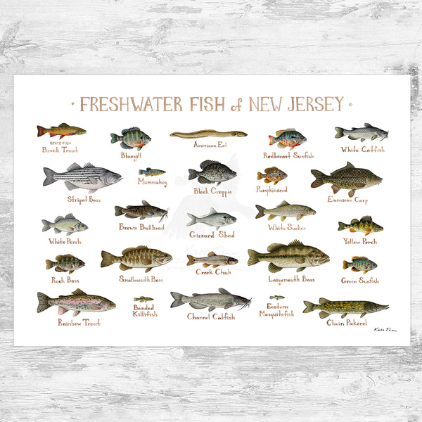 New Jersey Freshwater Fish Field Guide Art Print