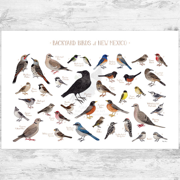New Mexico Backyard Birds Field Guide Art Print