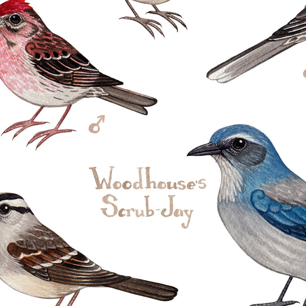 New Mexico Backyard Birds Field Guide Art Print