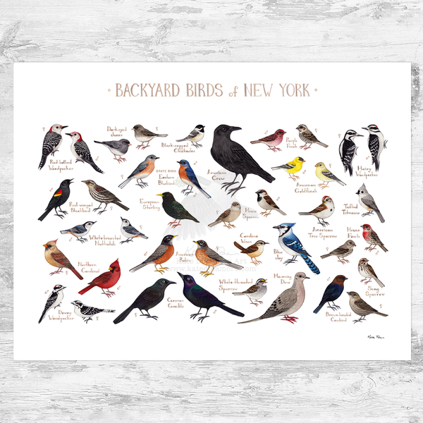 New York Backyard Birds Field Guide Art Print