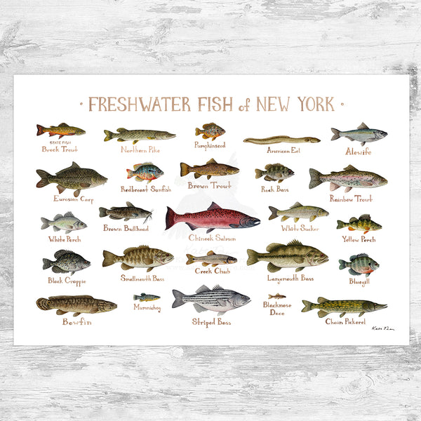 New York Freshwater Fish Field Guide Art Print