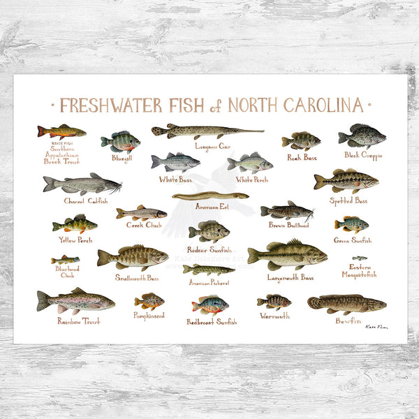 North Carolina Freshwater Fish Field Guide Art Print