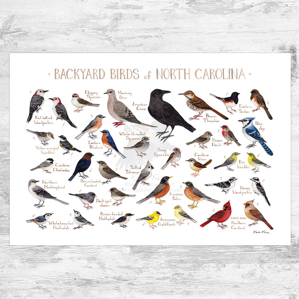 North Carolina Backyard Birds Field Guide Art Print