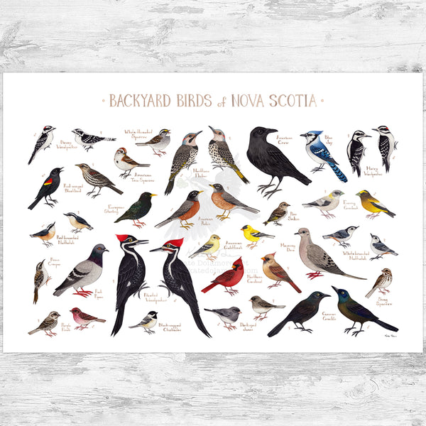 Nova Scotia Backyard Birds Field Guide Art Print