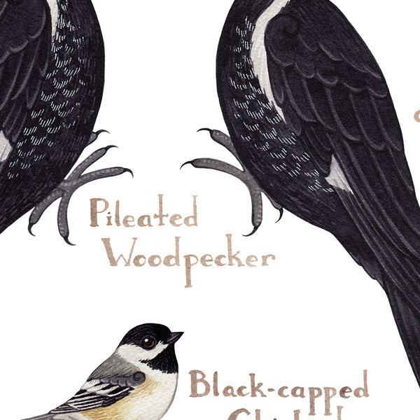 Nova Scotia Backyard Birds Field Guide Art Print