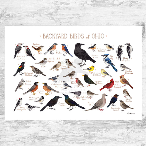 Ohio Backyard Birds Field Guide Art Print