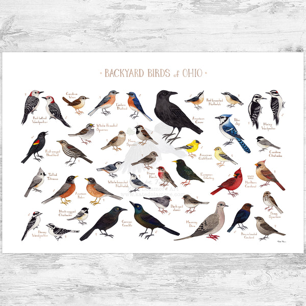 Ohio Backyard Birds Field Guide Art Print