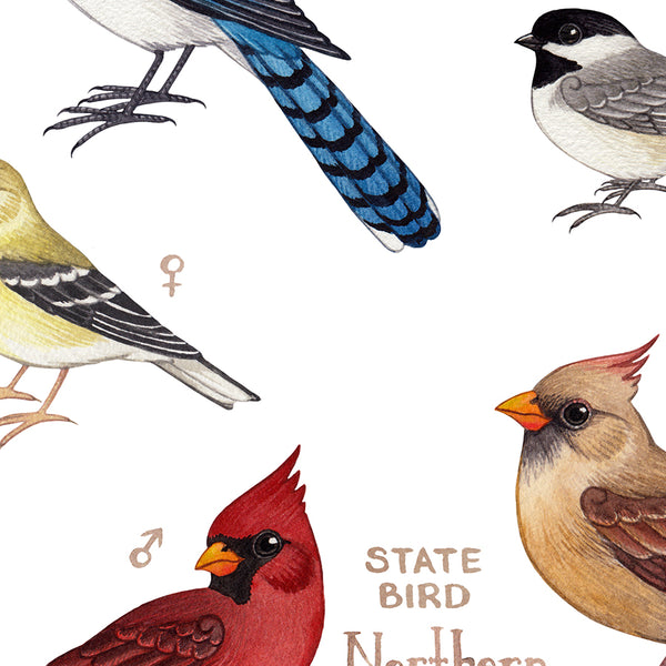 Ohio Backyard Birds Field Guide Art Print