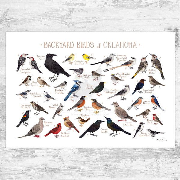 Oklahoma Backyard Birds Field Guide Art Print