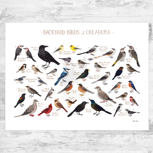 Oklahoma Backyard Birds Field Guide Art Print