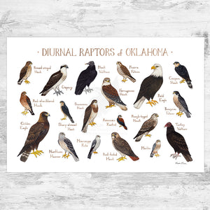 Oklahoma Diurnal Raptors Field Guide Art Print